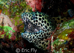 Resident moray at Seraya by Eric Fly 